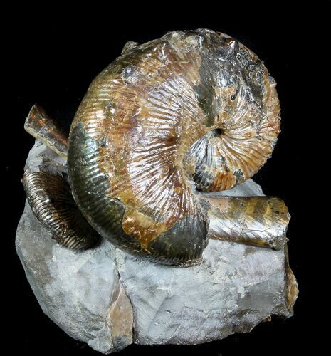 Hoploscaphites Brevis Ammonite - South Dakota #77845